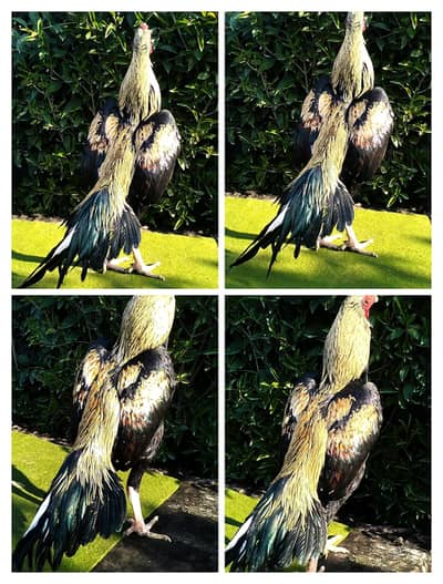 Quality Sawa Java Aseel patha mushka Murgha 03444859901