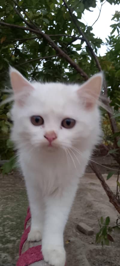 Persian kittens double kot