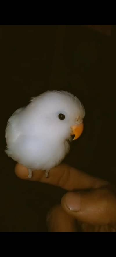 mix love birds & java