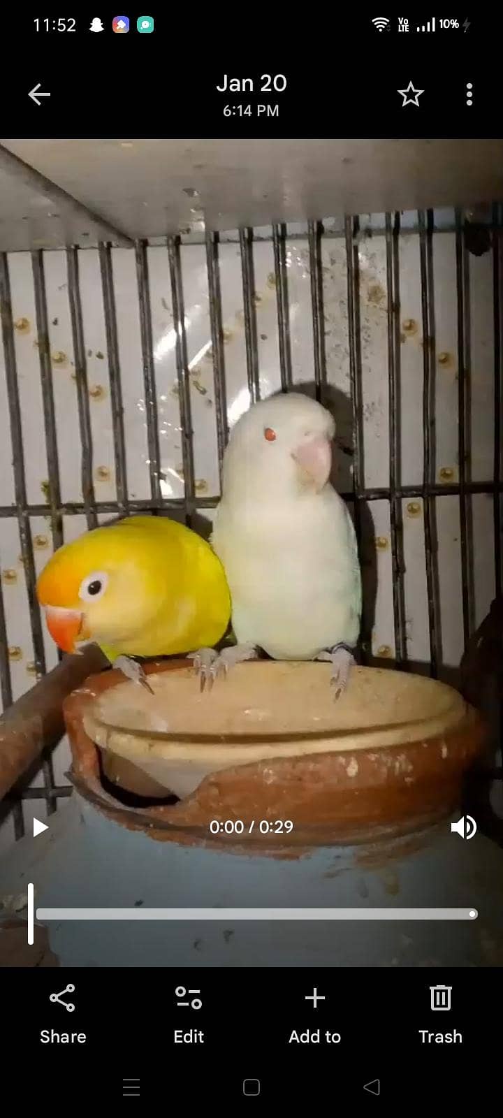 mix love birds & java 2