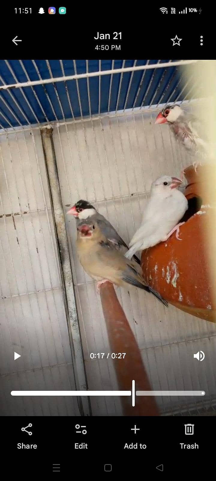 mix love birds & java 4