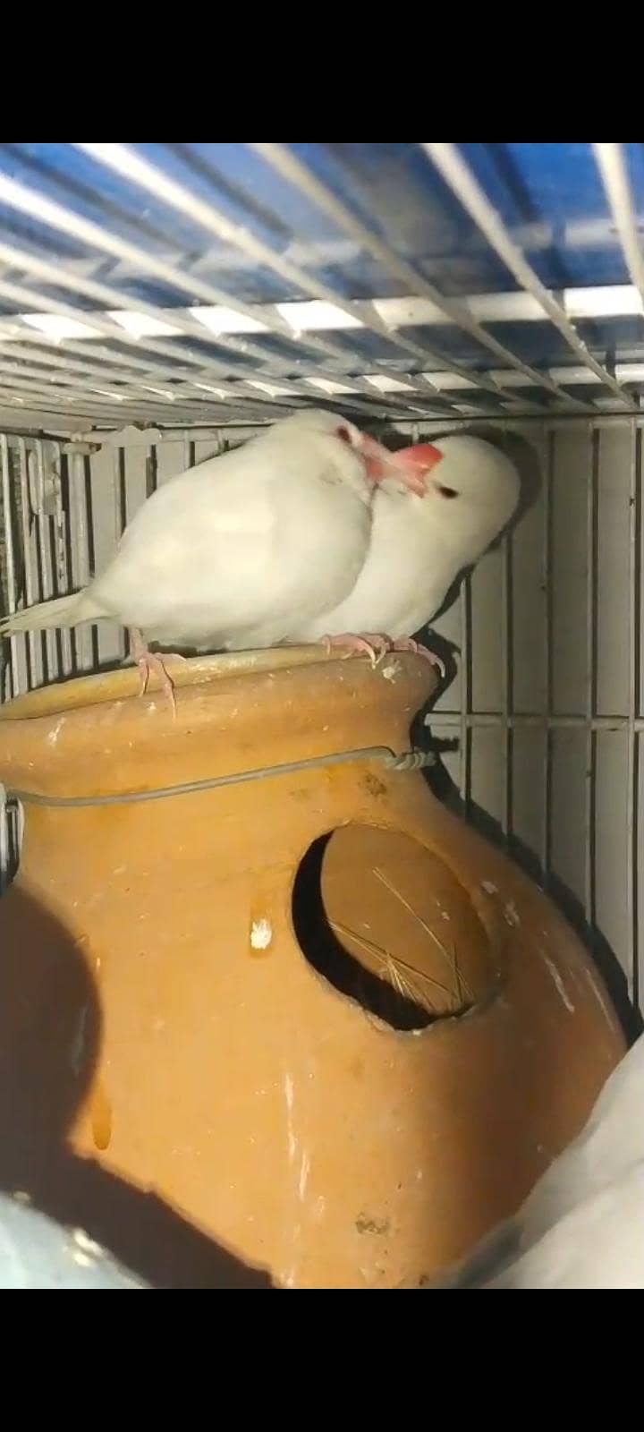 mix love birds & java 5