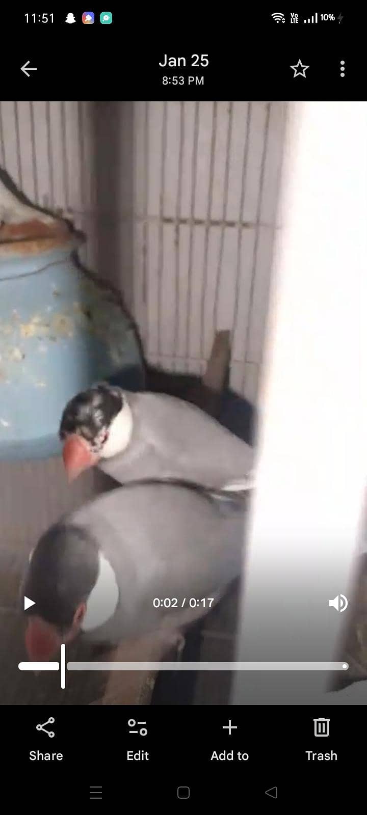 mix love birds & java 6