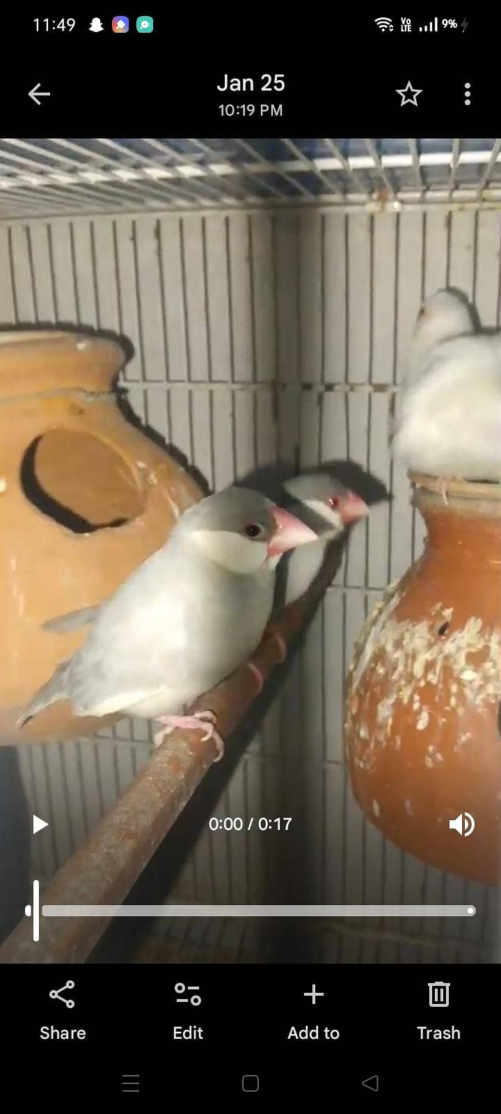 mix love birds & java 7