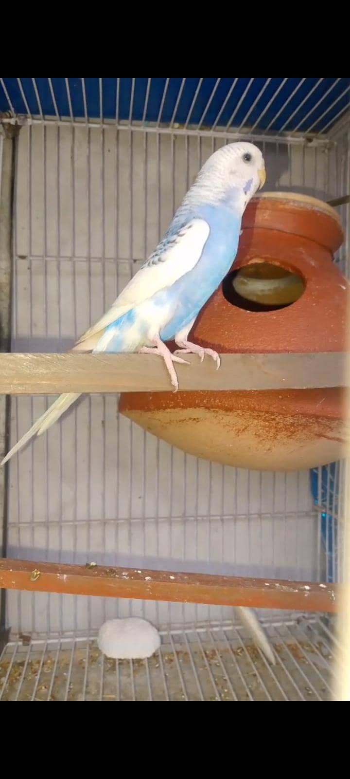 mix love birds & java 8