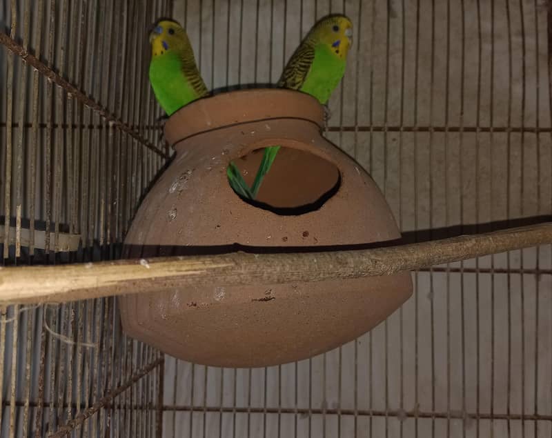 mix love birds & java 9