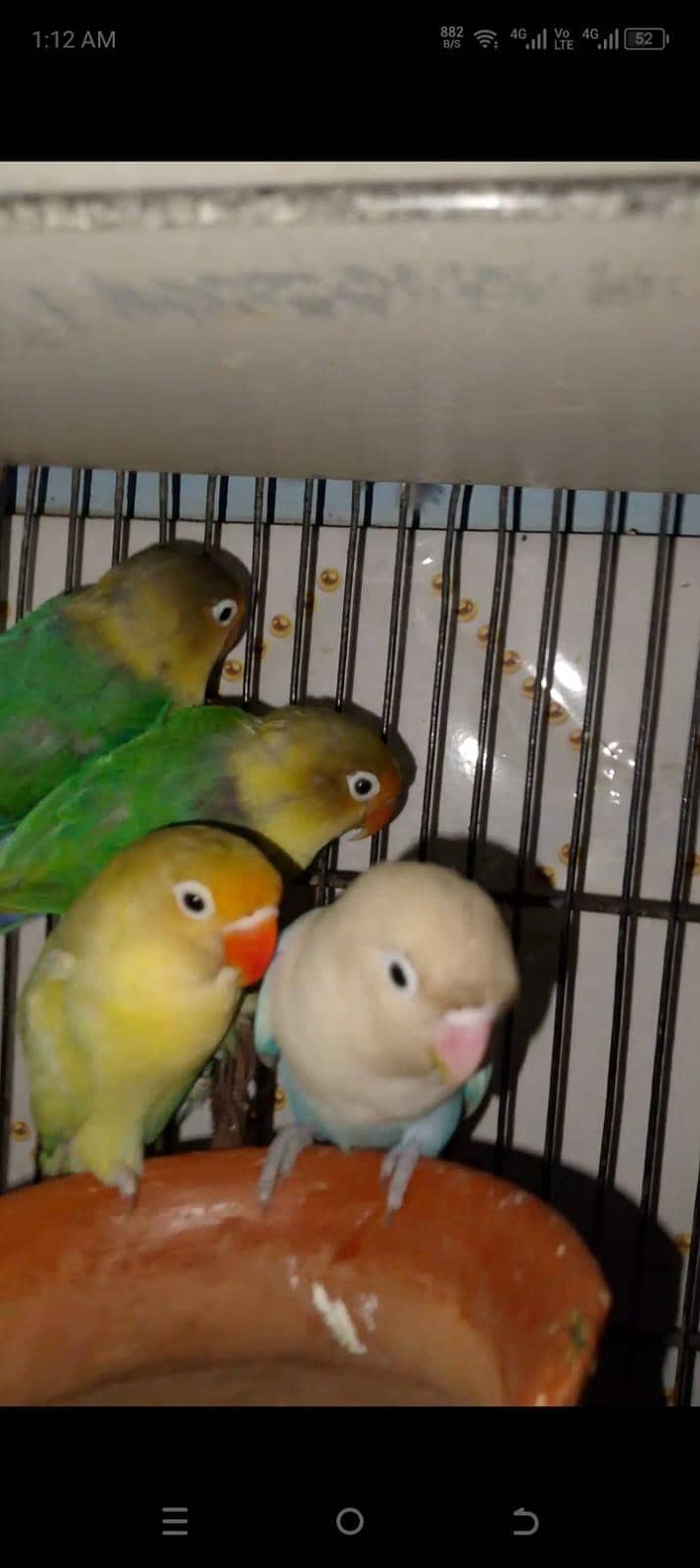 mix love birds & java 10