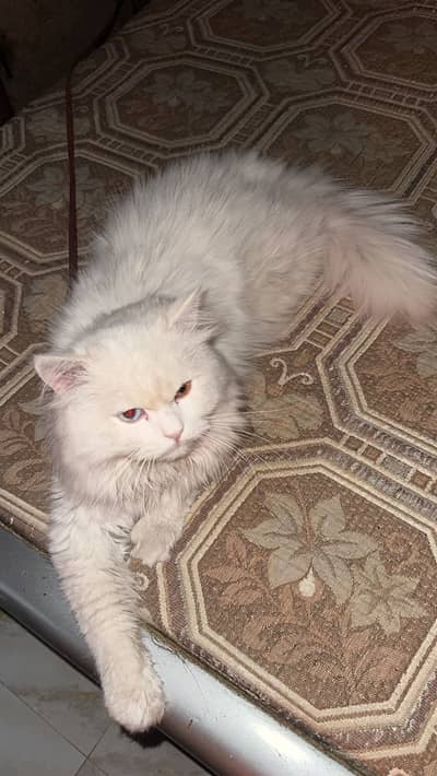 Persian long coat odd eyes male