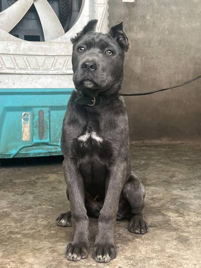 cane corso puppy  /puppies/dog