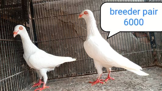 fancy pigeon | kabutar| Jacobin|  frillback saddle | amarican fantail|