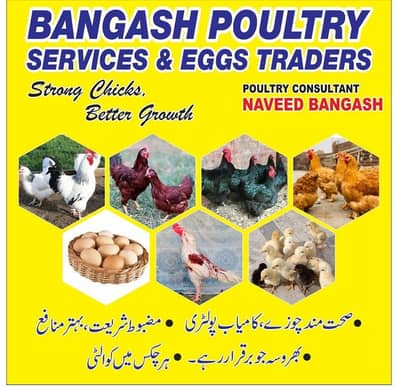 Eggs / Desi / Golden / Misri / Broiler / Australop / RIR / Layer