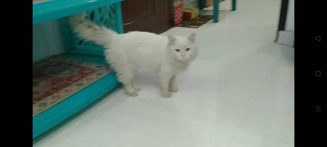 Pure Persian tripplecoat punch