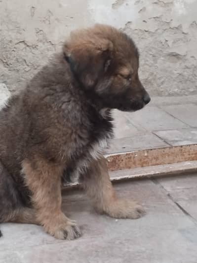 Pathan* (Pashmina) breed