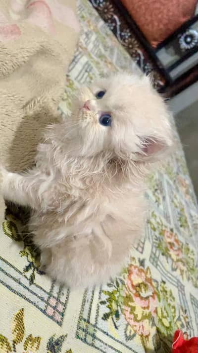 Pure Persian kittens Available