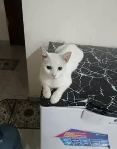 beautiful cat with blue eyes for adoption