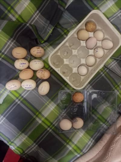 pure black dragon/shamo/burmi eggs for sale