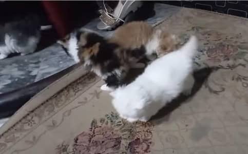 kittens available for sale active atnd healthy male female dono