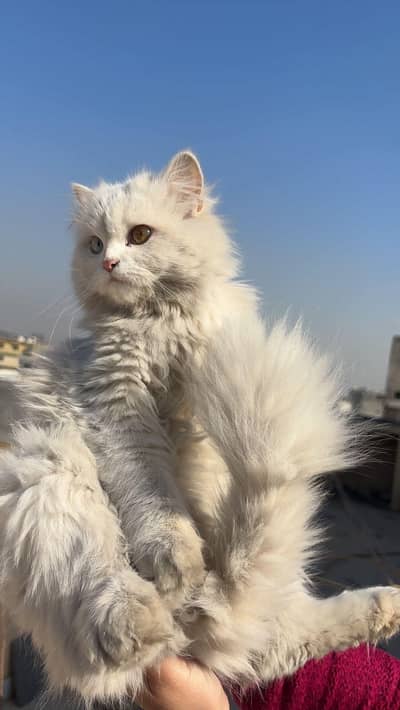 persian female triple coated odd eyes