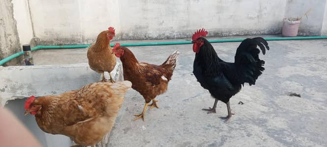Austroloup Male & 2 Lohman Brown Hens