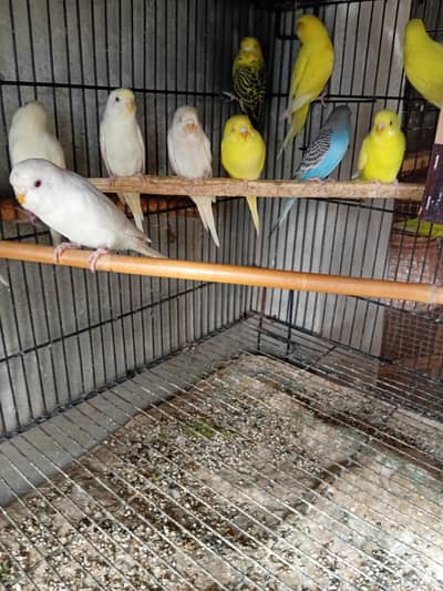 ostrlin rad I paty  love birds parrot finsh