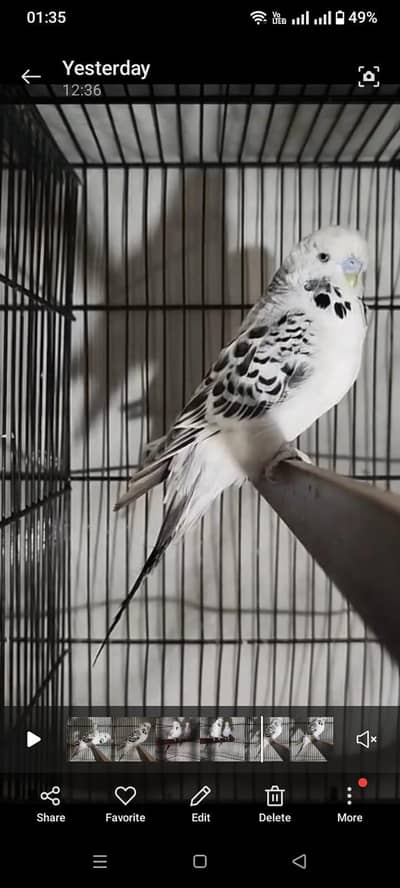 Exhibition Budgie Pair