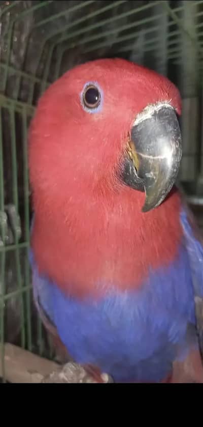 Breeder  female read ad care fully