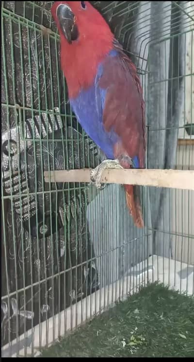 Eclectus female Xch possible