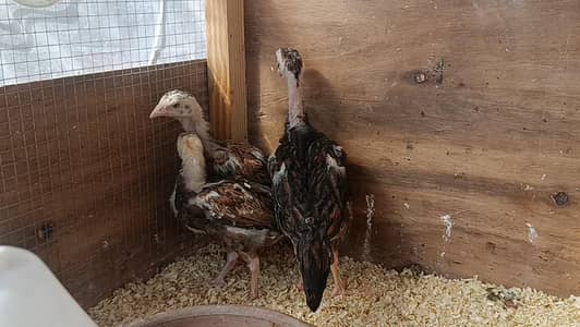 Japanese  Shamo chicks available