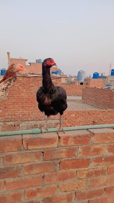 Pure Aseel Kurak Females for urgent sale