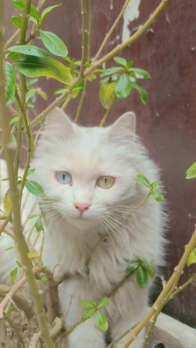 white persian cat ( female )