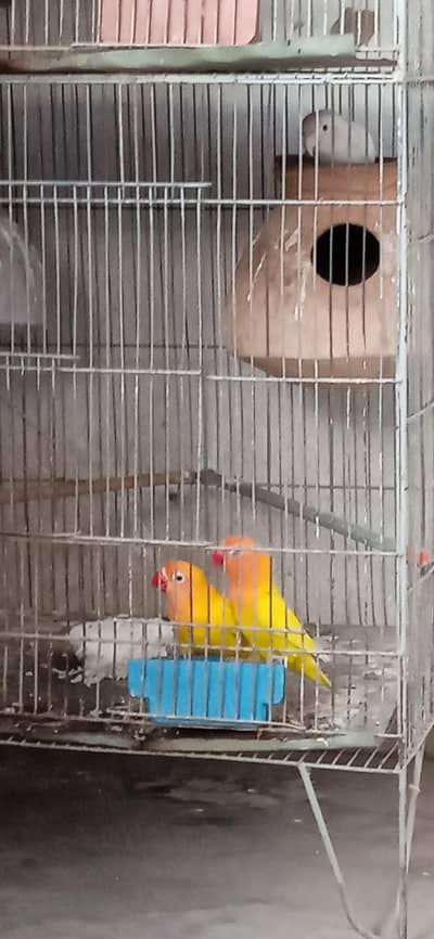 Latino personata black eye pair and albino red eye female