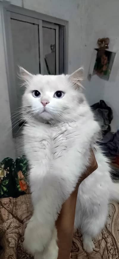 Persian cat argant for sale