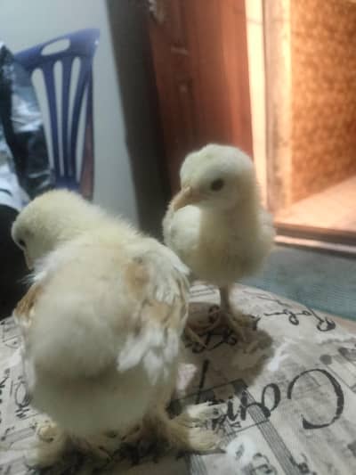 chicks healthy and active