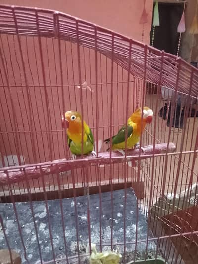 green opline split pf love birds with cage