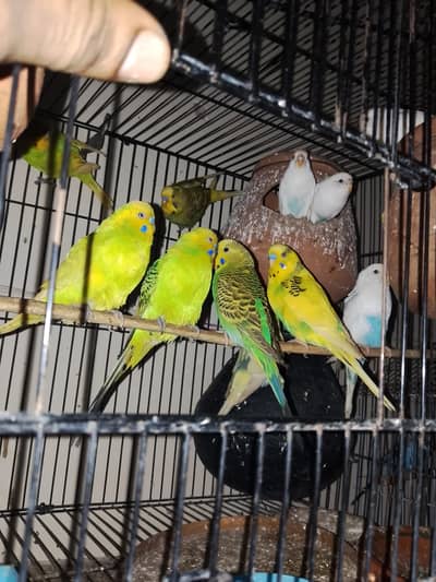 breeder pair hn sara