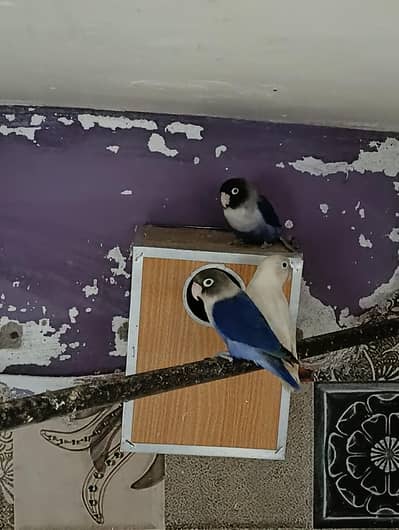 love birds 2 breeder pair