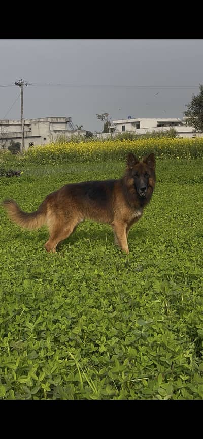 German shepherd for sale