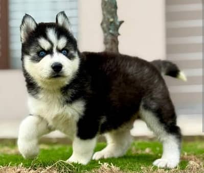 Siberian husky puppies