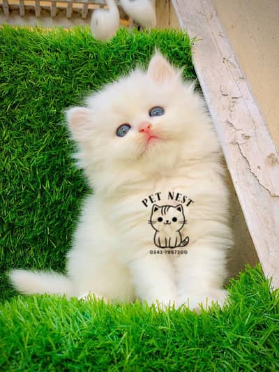 Persian triple coated punch face kitten available for sale