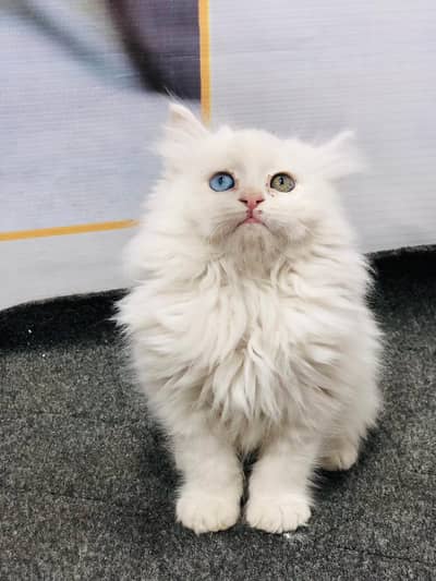 Persian triple coated punch face kitten available for sale