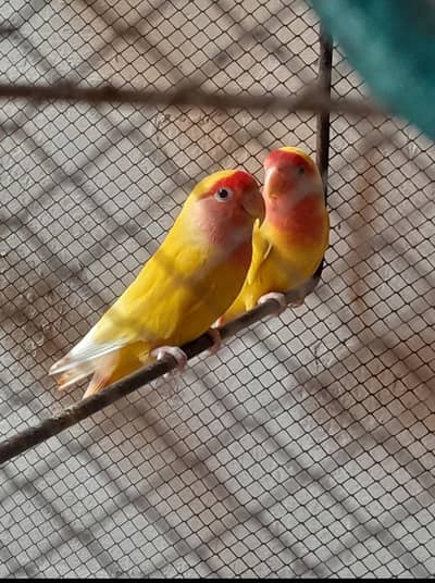 LoverBird + Australian For Sale