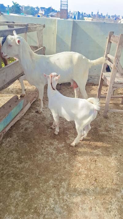 Gulabi bakri or bacha for sale