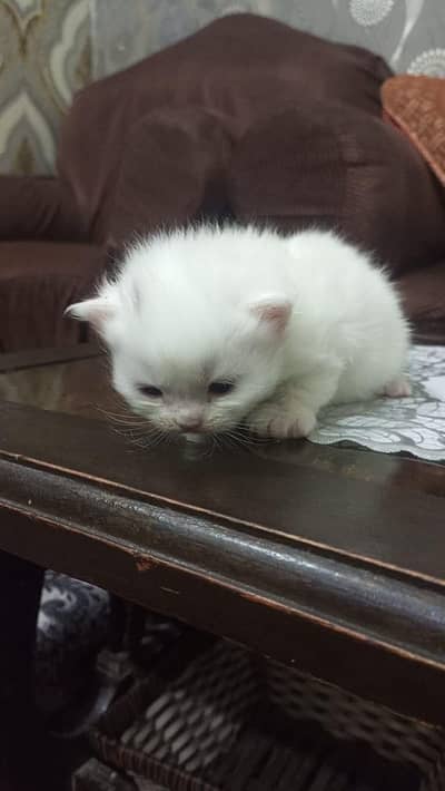 4 persian babies age only month home breed