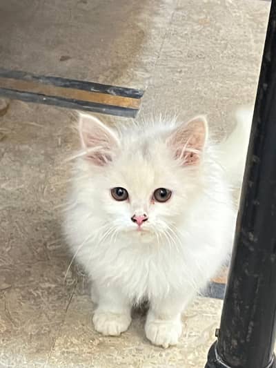 beautiful kitten triple coat
