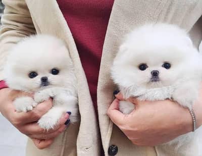 Pomeranian puppies 03425137217
