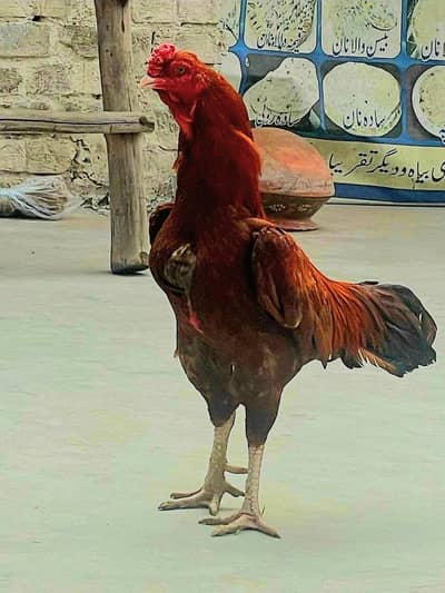 Black japnice Shamu male with peela Zareela Aseel