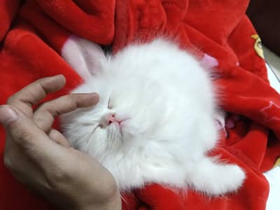 semi punch pure Persian kitten.