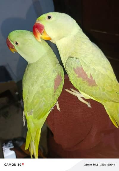 kashmiri raw parrot pair for sale 03494878406wahtsap