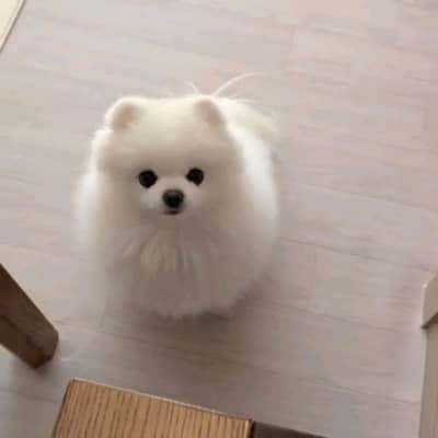 pomeranian puppies dog for sale 03296428873wahtsap