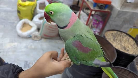 raw parrot male hand Tam